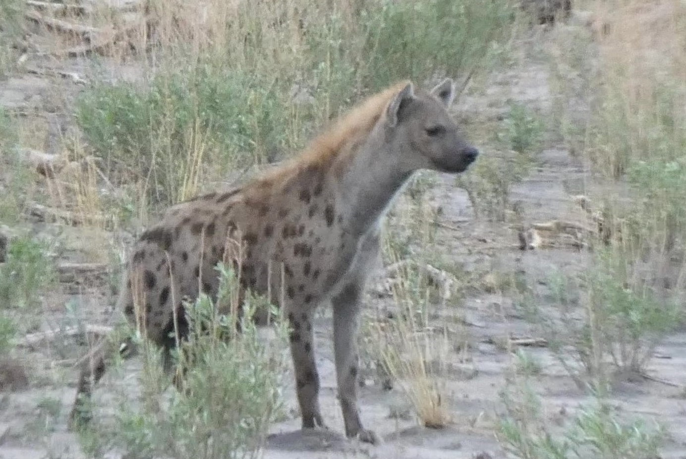 Hyaena pic